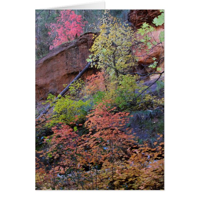 Couleurs automne partout (Devant)