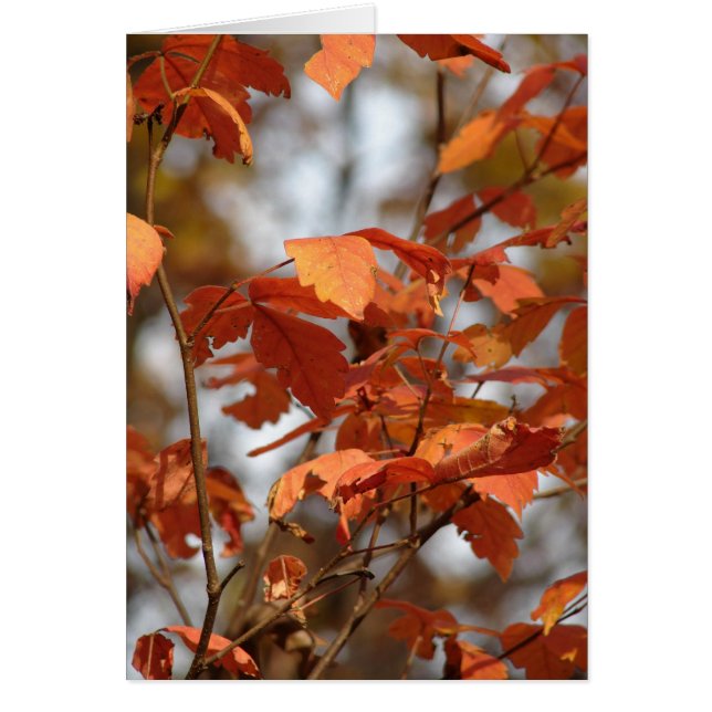 Couleurs d'automne (Devant)