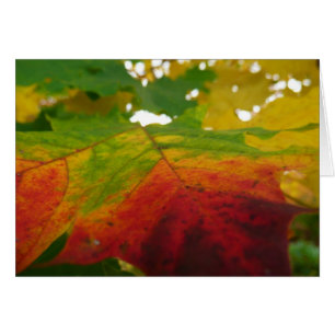 Couleurs de la feuille d'érable Photographie de la