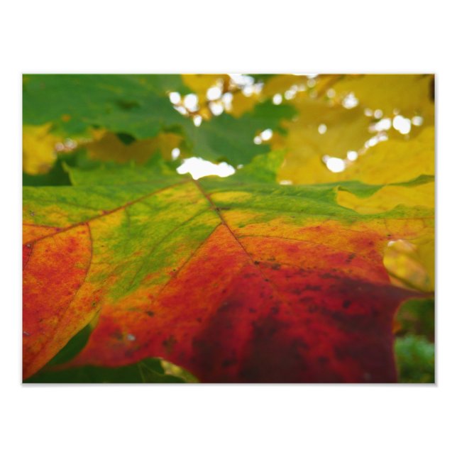 Couleurs de la feuille d'érable Photographie de la (Devant)