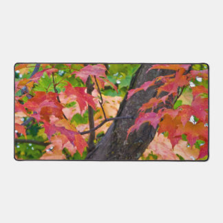 Couleurs Rustiques Automne Feuillage Photo