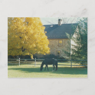 Country Horse - carte postale