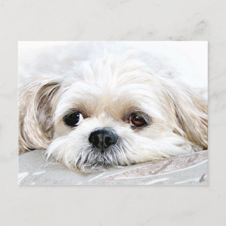 Coup manqué de Shih Tzu vous carte postale