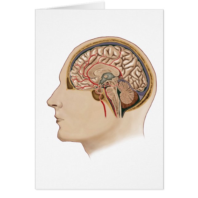 Coupe De Cerveau Avec Artères (Devant)