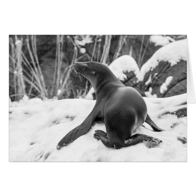 Coupe de lion de mer sur la colline des neiges (Devant horizontal)