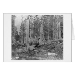 Coupe des arbres par Donner Party