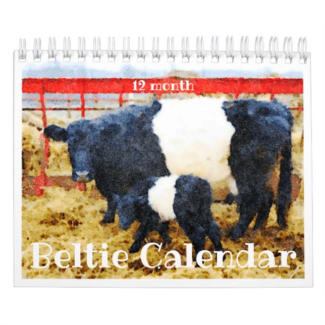 Coupe Galloway Beltie Striped Cote Calendrier (Protection)