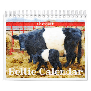 Coupe Galloway Beltie Striped Cote Calendrier