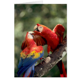 Couple d'Ara rouge