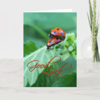 Couple de Ladybug - Carte de chance