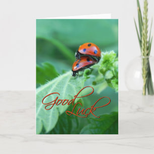 Couple de Ladybug - Carte de chance
