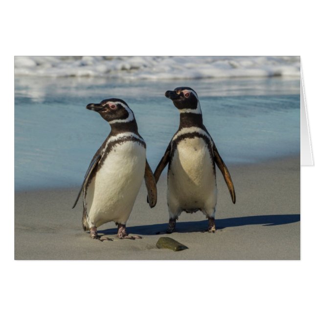 Couple de manchots sur la plage (Devant horizontal)