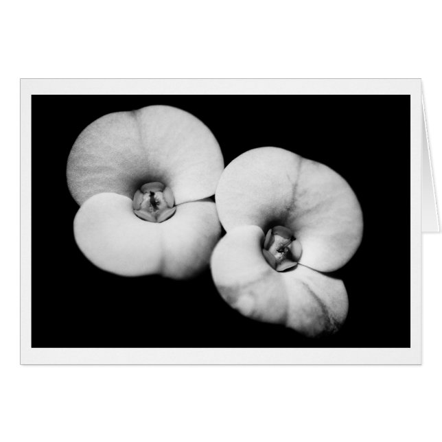 couronne d'épines (Devant horizontal)