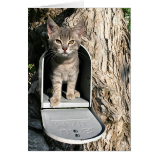 Courrier de Kitten