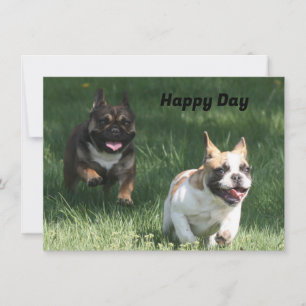 Course de chiens français bulldog