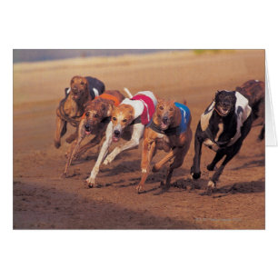 Course Greyhounds sur piste