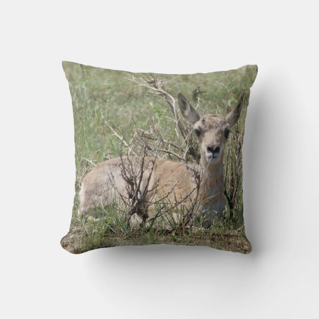 Coussin A7 Bébé Antilope Pronghorn (Recto)