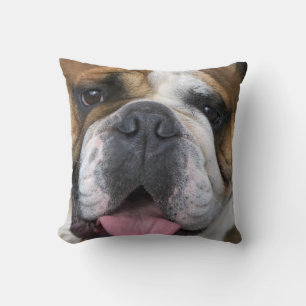 Coussin A English bulldog en Belgique.