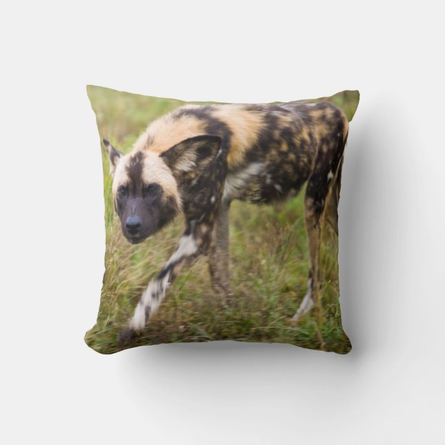 Coussin African Wild Dog, Madikwe Game (Recto)