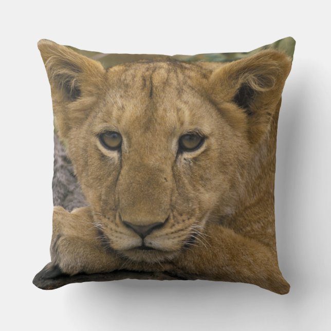 Coussin Afrique, Kenya. Portrait d'un lion. (Recto)