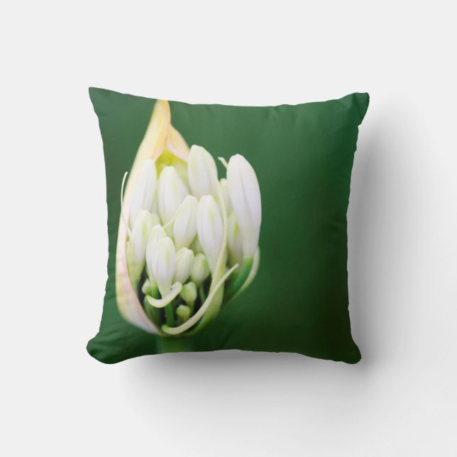 Coussin Agapanthe, Agapanthus Praecox, Le Cap (Recto)