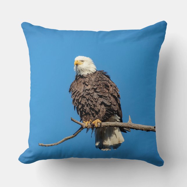 Coussin Aigle à tête blanche sur une branche d'arbre (Recto)
