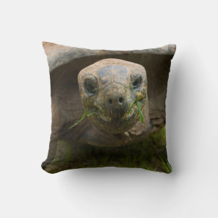 Coussin Alimentation de tortue d'Aldabra