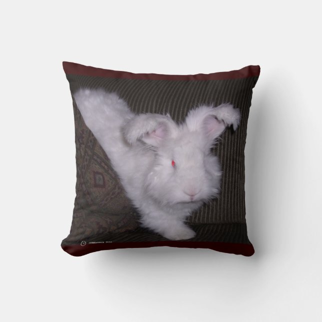 COUSSIN ALLEMAND DE L'ANGORA BUNNIE (Recto)