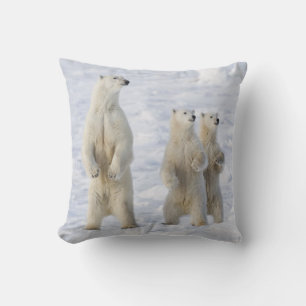 Coussin Amérique du Nord, Canada, Manitoba, Churchill. 5