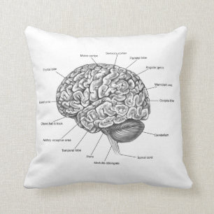 Coussin Anatomie de cerveau
