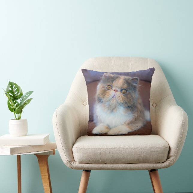 Coussin Animaux de bébés cutest | Calico Persian Kitten (Chaise)