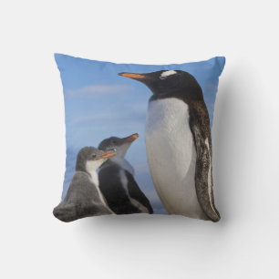 Coussin Antarctique, Neko Cove (port). Manchot papou 2