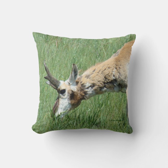 Coussin Antilope d'Amérique A11 en pâture (Recto)