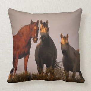 Coussin Arabes au coucher du soleil