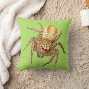 Coussin Araignée sauteuse dimorphe (Maevia inclemens)