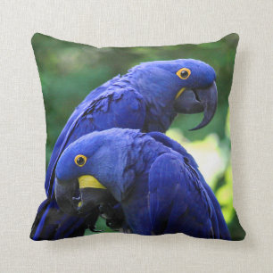 Coussin Aras de jacinthe