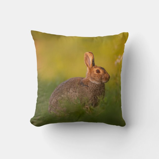 Coussin avec lapin dans la lumière du soir (Recto)