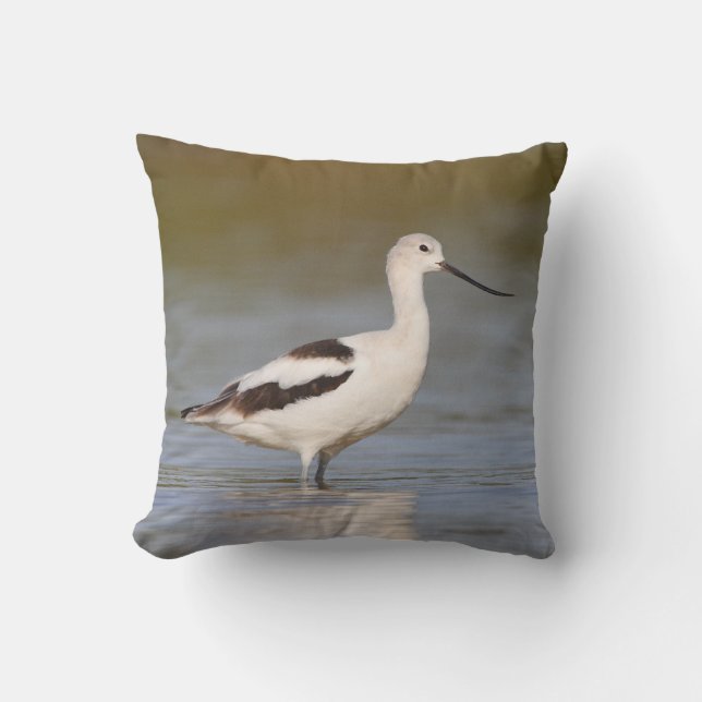 Coussin Avocet américain blanc (Recto)