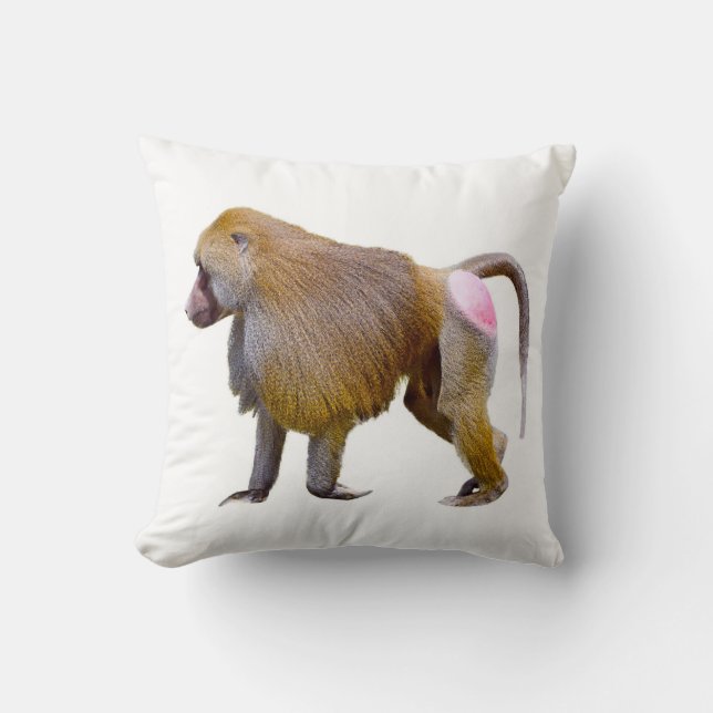Coussin Baboon isolé autocollant carré de la carte postale (Recto)