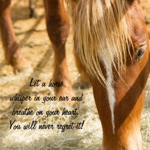 Cadeaux Citations De Cheval Zazzle Fr
