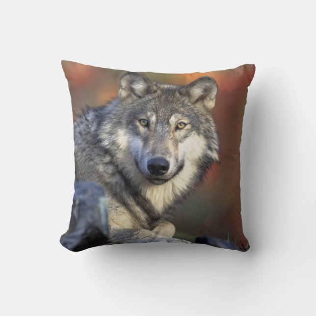 Coussin Beau loup (Recto)