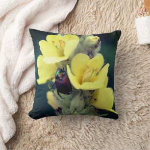 Coussin Beetle sur la fleur Mullein sauvage