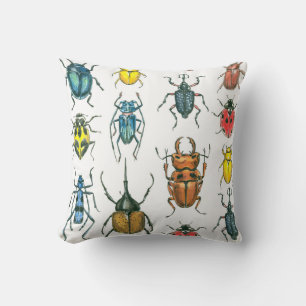 Coussin Beetles