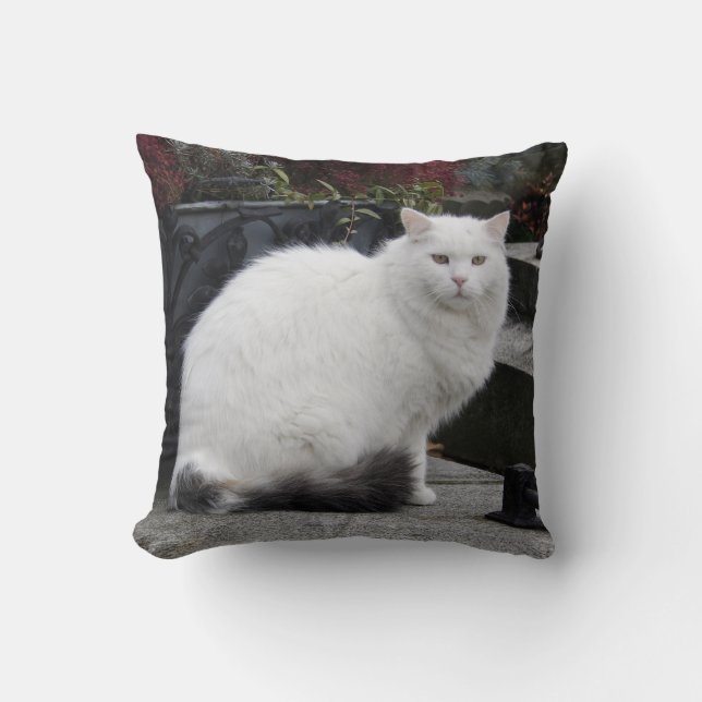 Coussin Belle Chat Blanc Sur Une Grave (Recto)