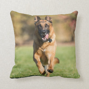 Coussin Berger allemand en course