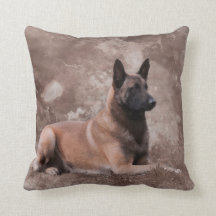 Berger belge de Malinois - Mechelaar