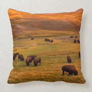 Coussin Bison frôlant sur la colline à la vallée de Hay
