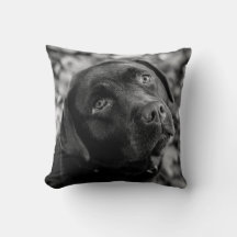 Black Lab - Coeur d'un chien