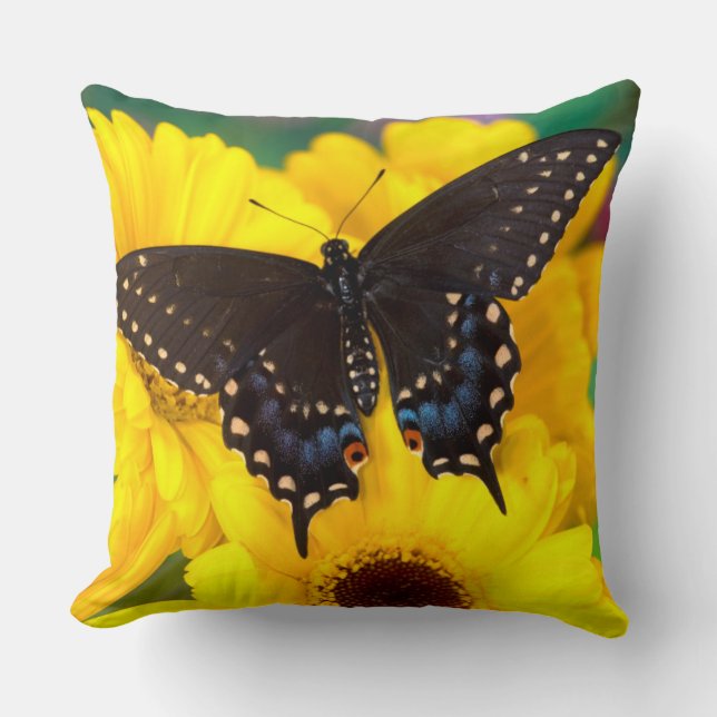 Coussin Black Swallowtail (Recto)