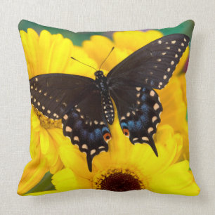 Coussin Black Swallowtail